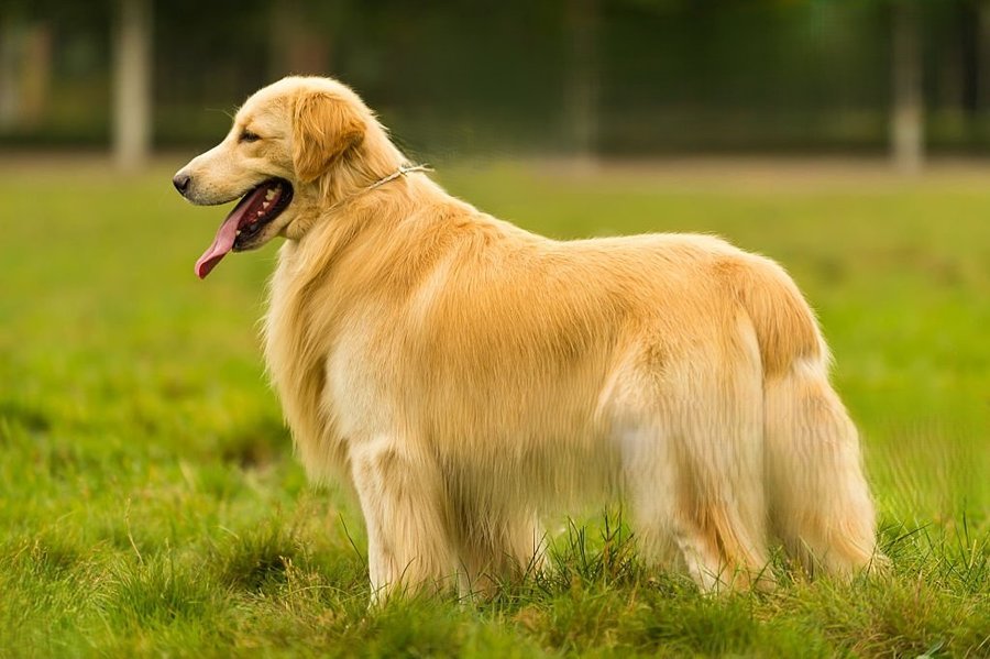 How To Keep Golden Retriever Coat Shiny And Healthy